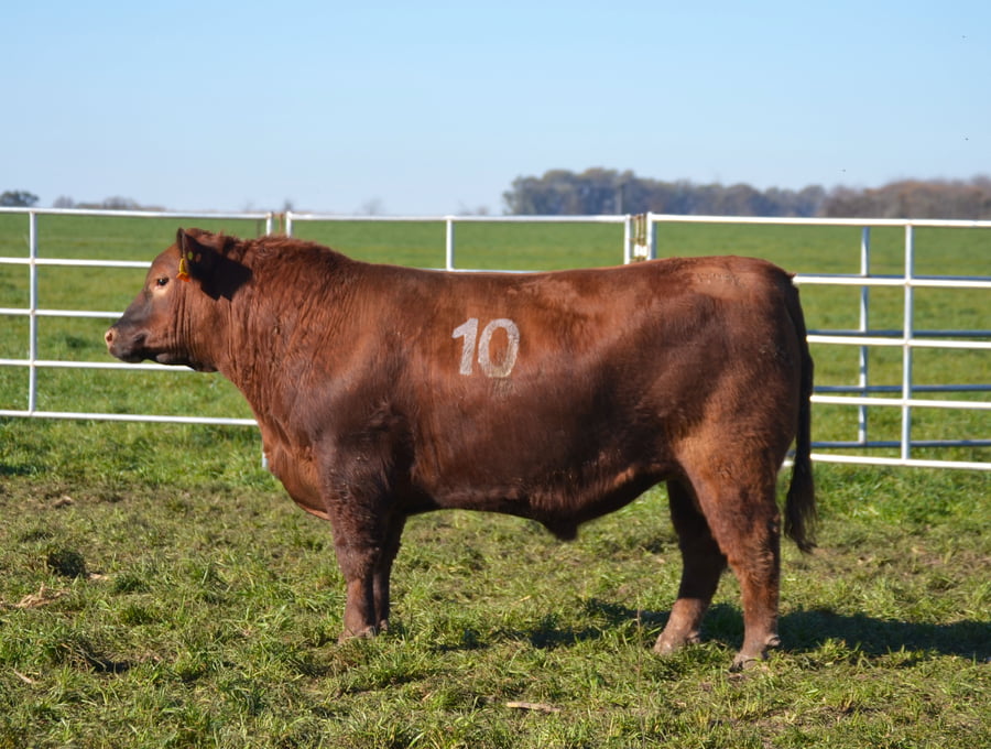Lote TOROS PEDIGREE H419 H493