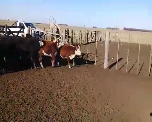 Lote 27 Terneros/as en Benito Juárez, Buenos Aires