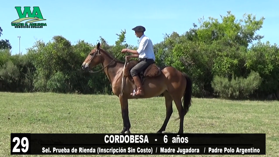 Lote CORDOBESA