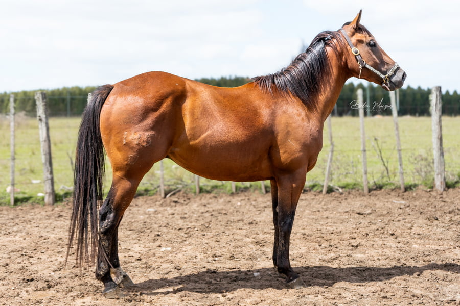 Lote WIMPY'S GIN TONIC