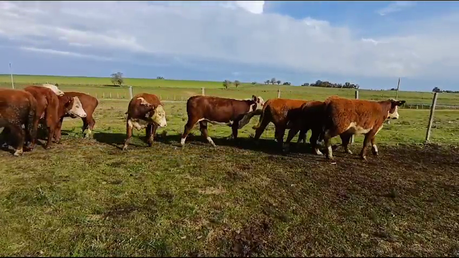 Lote (Vendido)8 Vaquillonas 1 a 2 años HE/ BD a remate en #35 Pantalla Carmelo 300kg -  en CUCHILLA DEL PERDIDO