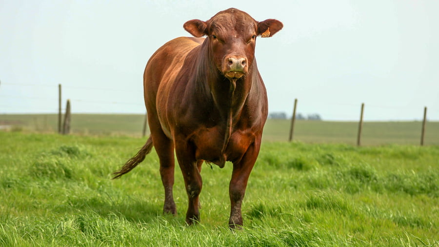 Lote Tacuru - Toro - RP 128