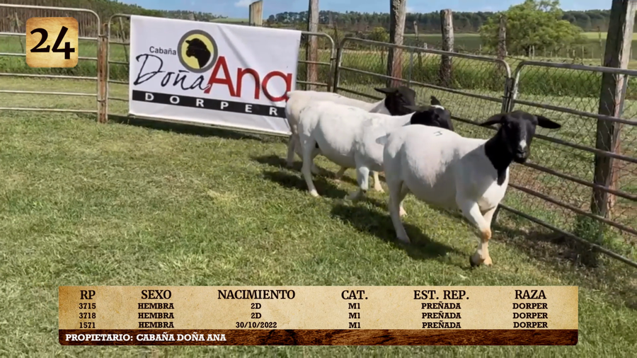 Lote LOTE 24