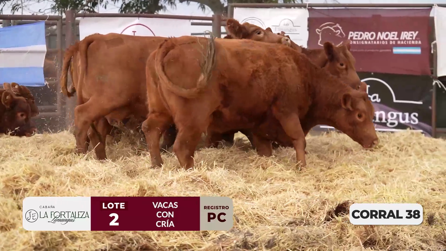 Lote VACAS PC PARIDAS DE PRIMER PARTO