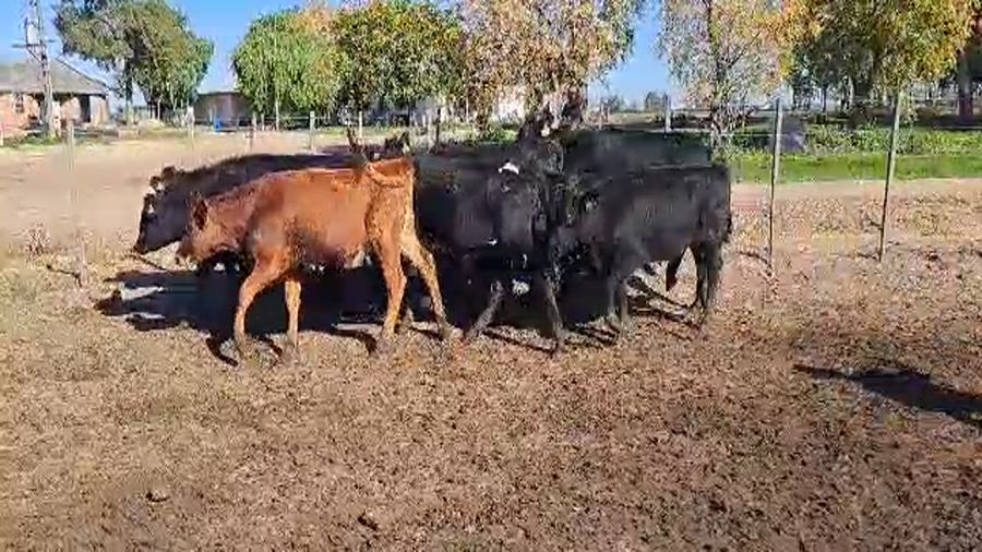 Lote 9 Terneras