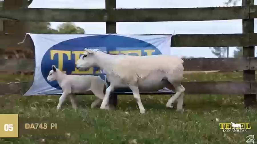 Lote Borregas a remate en Texel Don Amilcar y Villa Olivar, Cerro Largo