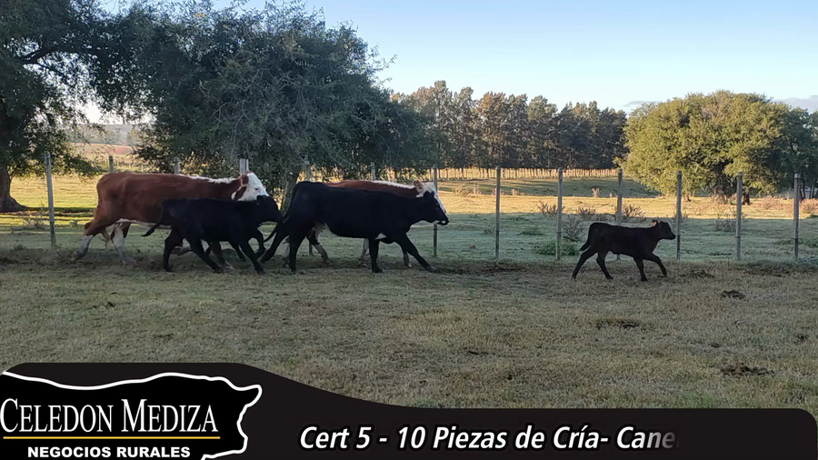 Lote 10 Piezas de cría en Canelones