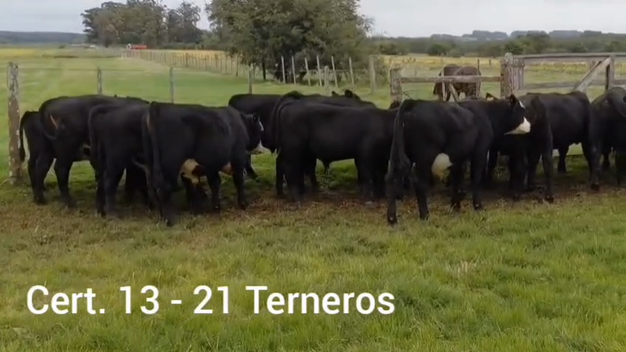 Lote TERNEROS