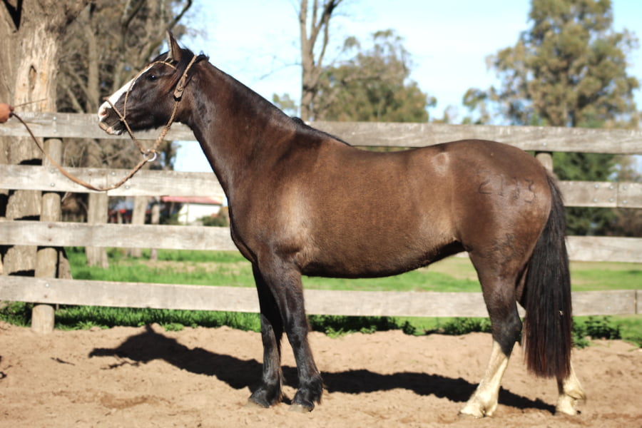 Lote GOLILLA FORASTERA