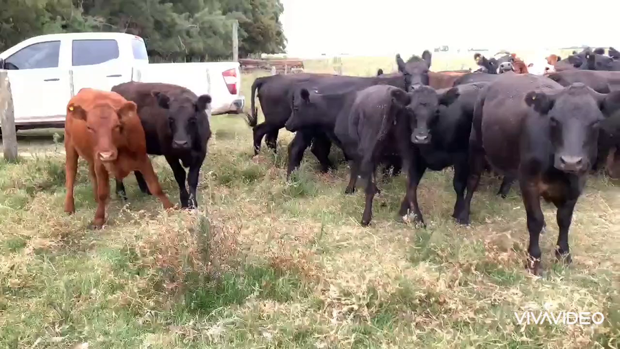 Lote 45 Vaquillonas en Gral. Guido, Buenos Aires