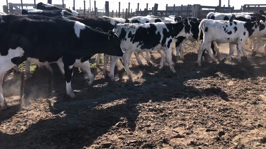 Lote 80 Terneros en Buenos Aires, América