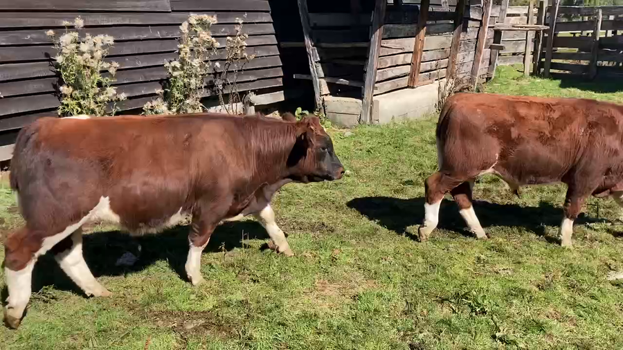 Lote 12 Ternero en Cisnes, XI Región Aysén