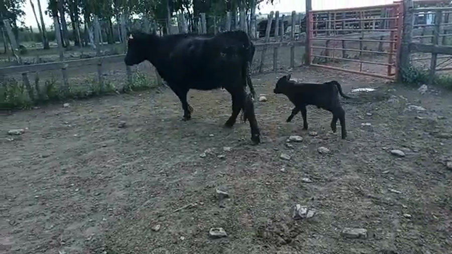 Lote 2 Piezas de cría ANGUS a remate en REMATE POR PANTALLA 400kg - , San José