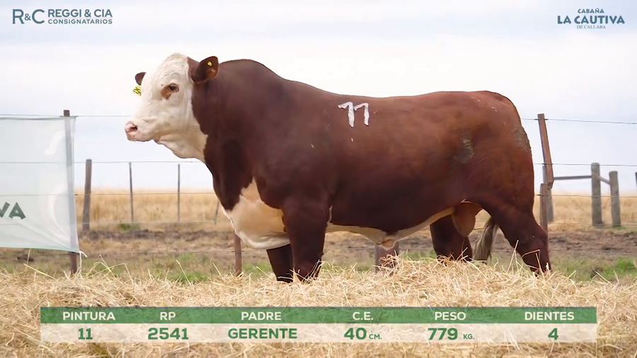 Lote Toros Braford controlados