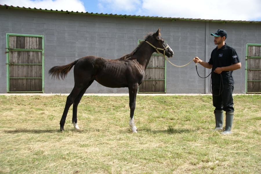 Lote KISHANE RUNNER