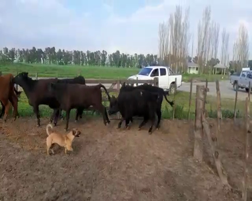 Lote 92 Terneras en Cañuelas, Buenos Aires