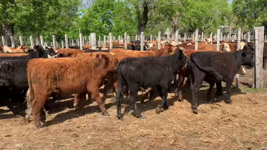 Lote 60 Novillos 1 a 2 años en Melo, Cerro Largo