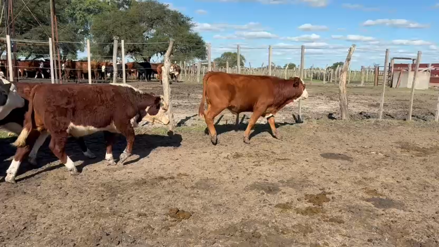 Lote 95 Terneras