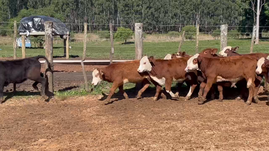 Lote 130 Terneros en Ituzaingó, Corrientes