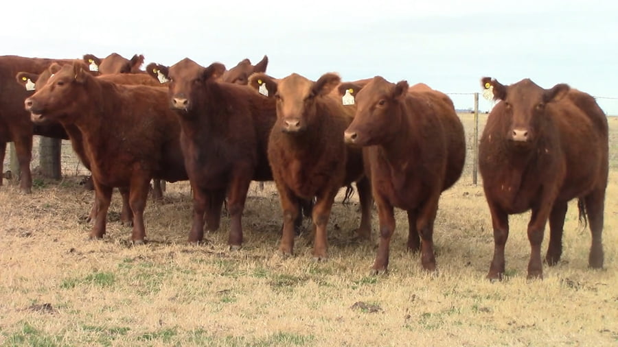 Lote VAQUILLONAS MAS PREÑADAS