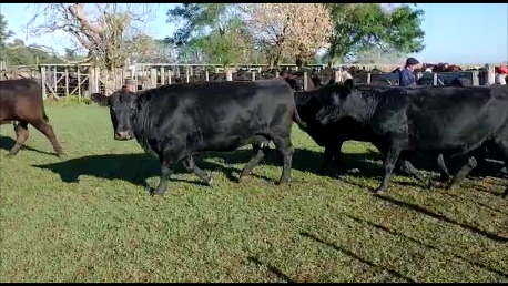 Lote 35 Vacas vacías, En Ayacucho, Buenos Aires