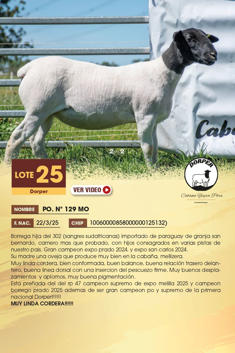 Lote 25 - Dorper