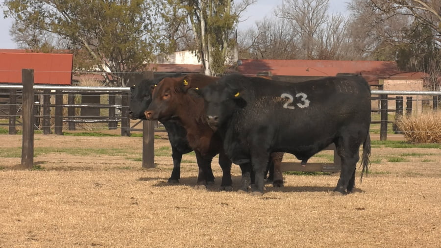 Lote TOROS ANGUS PUROS CONTROLADOS