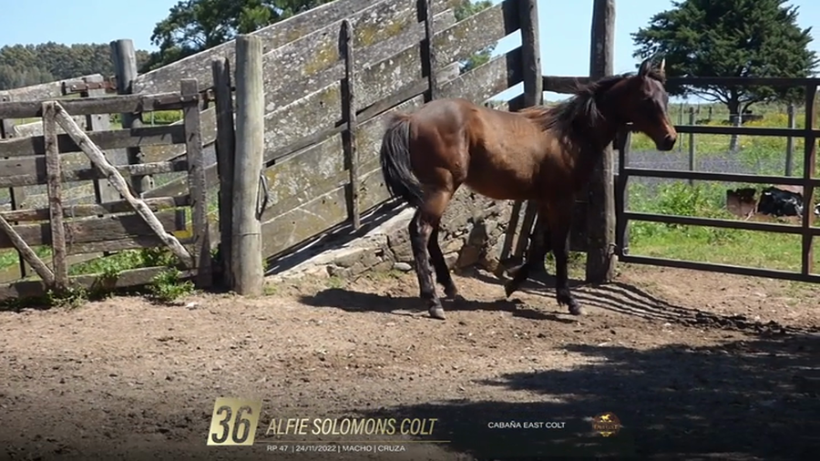 Lote Yeguarizos a remate en 6° Remate Especial de Velocidad, Montevideo