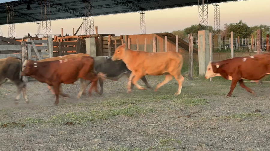 Lote 103 Terneros en Corrientes, Sauce