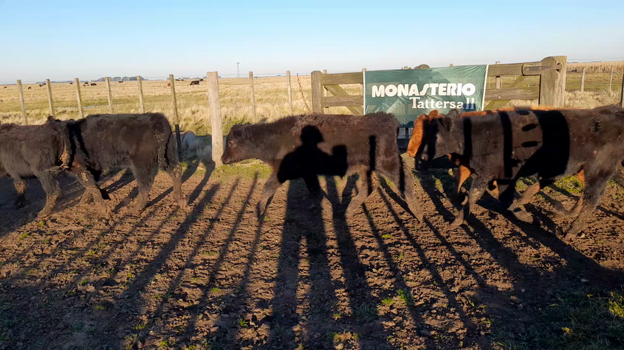 Lote 35 Terneros en Benito Juárez