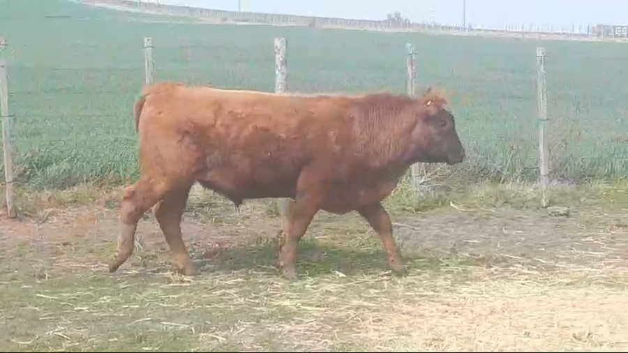 Lote Toros RED ANGUS a remate en #49 Pantalla Carmelo 370kg -  en EL CHILENO