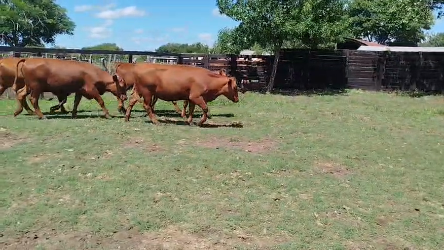 Lote 15 Vaquillonas preñadas