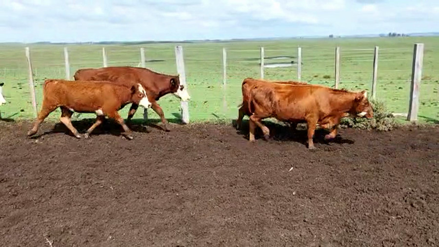 Lote 41 Vientres Preñados en Rivera