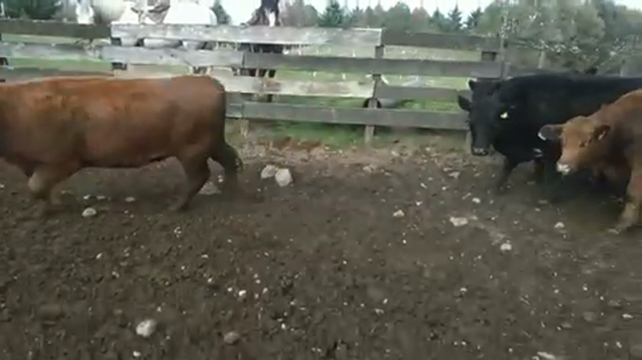 Lote 13 Vaquilla Gorda en Panguipulli, XIV Región Los Ríos