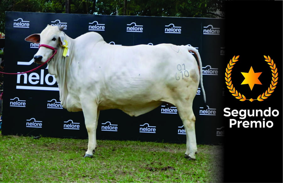 Lote Nelore a Bozal Expo Internacional 2022 RP 610- Lote 9