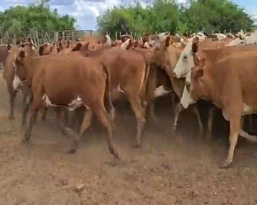 Lote 100 Vacas de invernar en Esquina, Corrientes