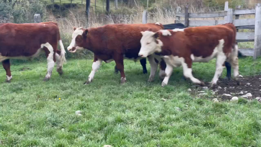 Lote 41 Novillo Engorda en Coyhaique, XI Región Aysén