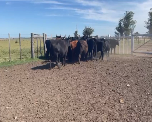 Lote (Vendido)23 Vacas preñadas AA a remate en 2da Pantalla ENTRE MARTILLOS en MAL ABRIGO