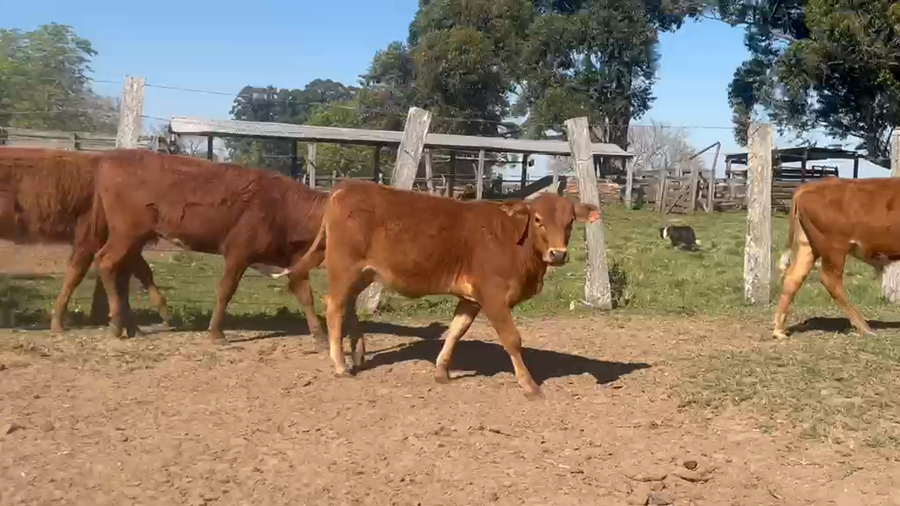 Lote 110 Terneros/as en Corrientes, Guaviravi