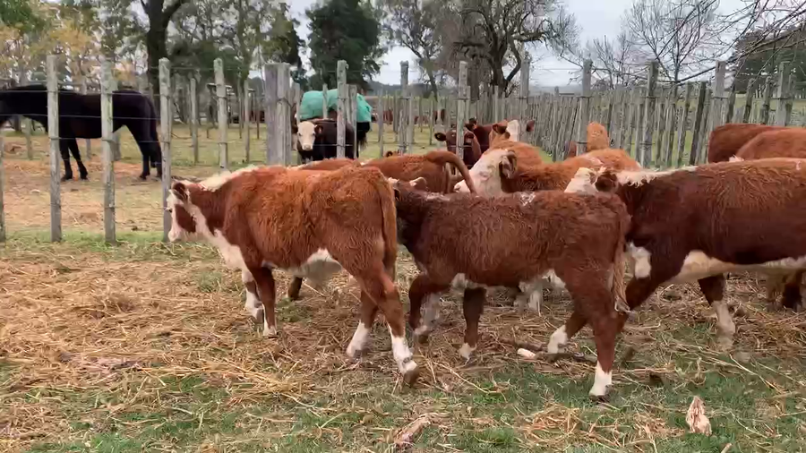 Lote 14 Terneros en Melo, Cerro Largo