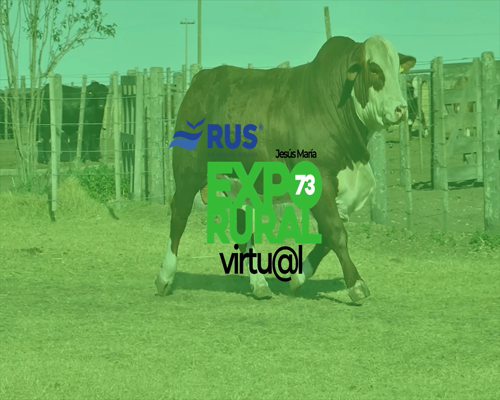 Lote TORO BRAFORD GEN. AVANZADA