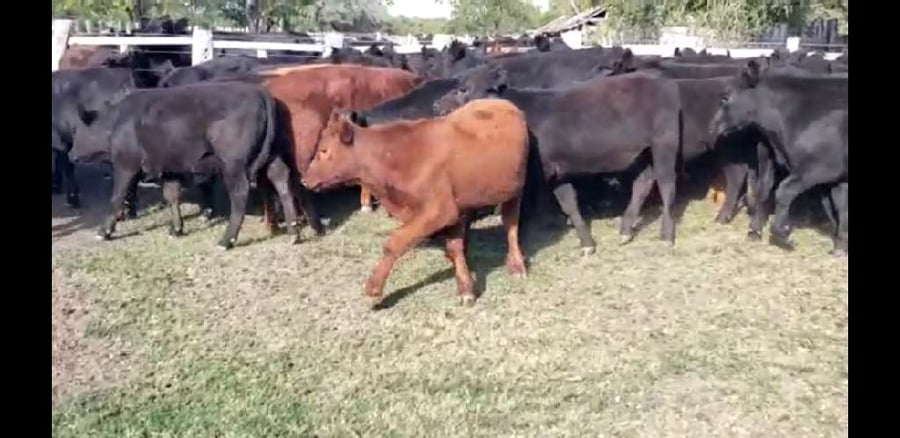 Lote 50 Terneros en Villaguay, Entre Ríos