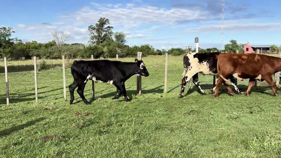 Lote NOVILLOS 1 A 2 AÑOS