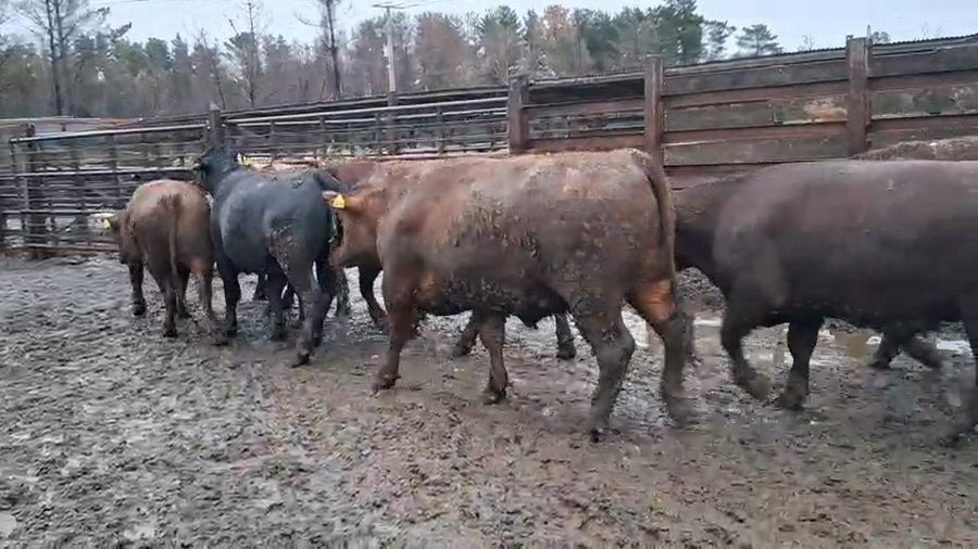 Lote 20 Novillo Gordo en Los Ángeles, VIII Región Biobío