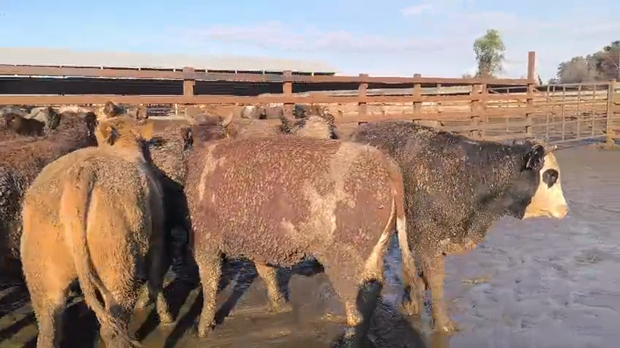 Lote 20 Vaquilla Gorda en Los Ángeles, VIII Región Biobío