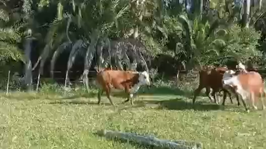 Lote 4 Vaquillonas preñadas en Corrientes, Curuzu Cuatia