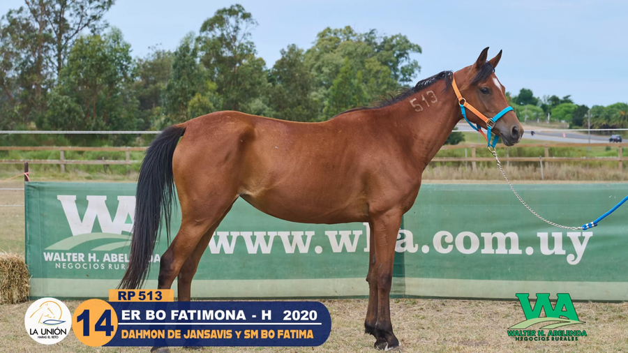 Lote ER BO FATIMONA