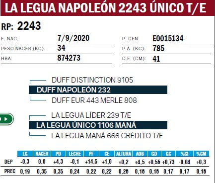 Lote TOROS ANGUS PURO DE PEDIGREE
