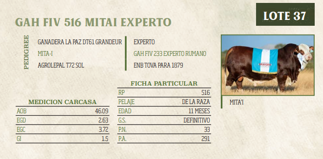 Lote LOTE 37