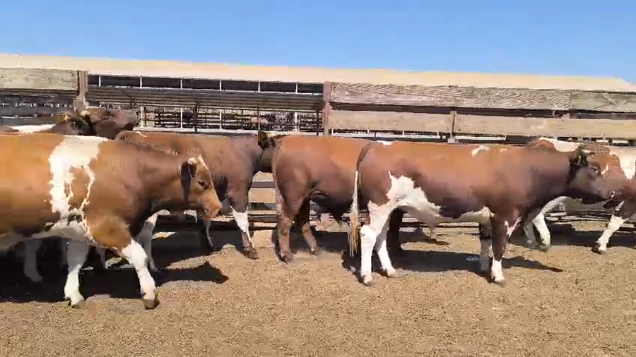 Lote 20 Novillo Gordo en Los Ángeles, VIII Región Biobío